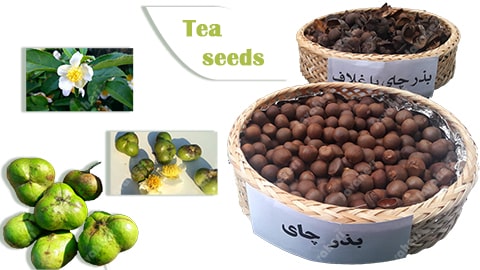 Quality tea company