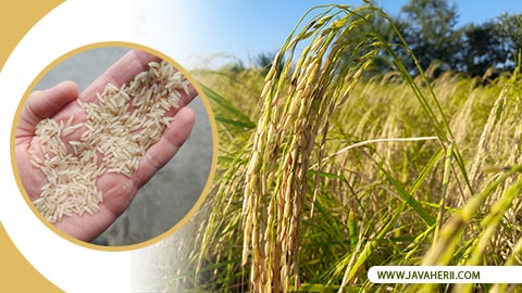 Sadri Domsiah Rice