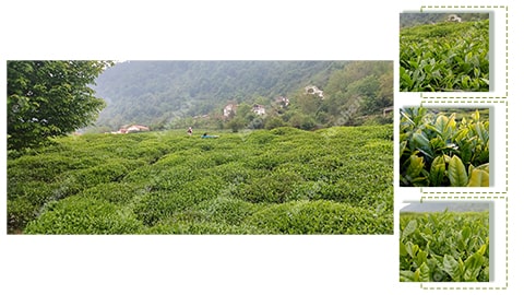 Quality black tea supplier
