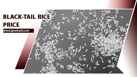 black tail rice price